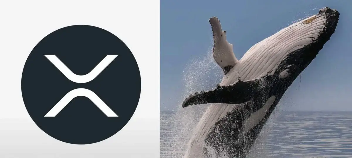 Xrp Whales Now Hold Their Biggest Stack Since 2018
