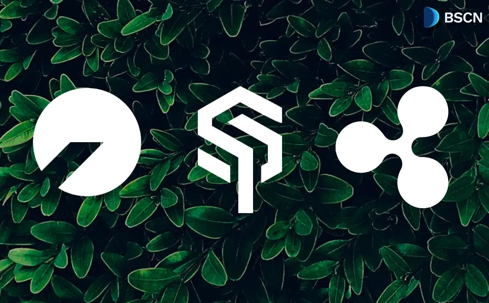 Soil Brings Real-World Asset Yields to XRPL, Giving RLUSD Holders a New Way to Earn